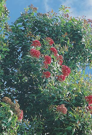 Red Flowering Gum WILDFLOWER - NOT AVAILABLE TO WA/TAS/SA