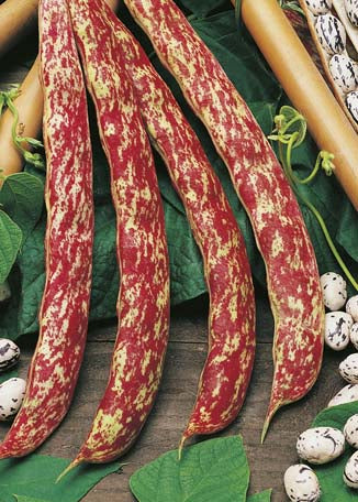 Bean, Dwarf Borlotti