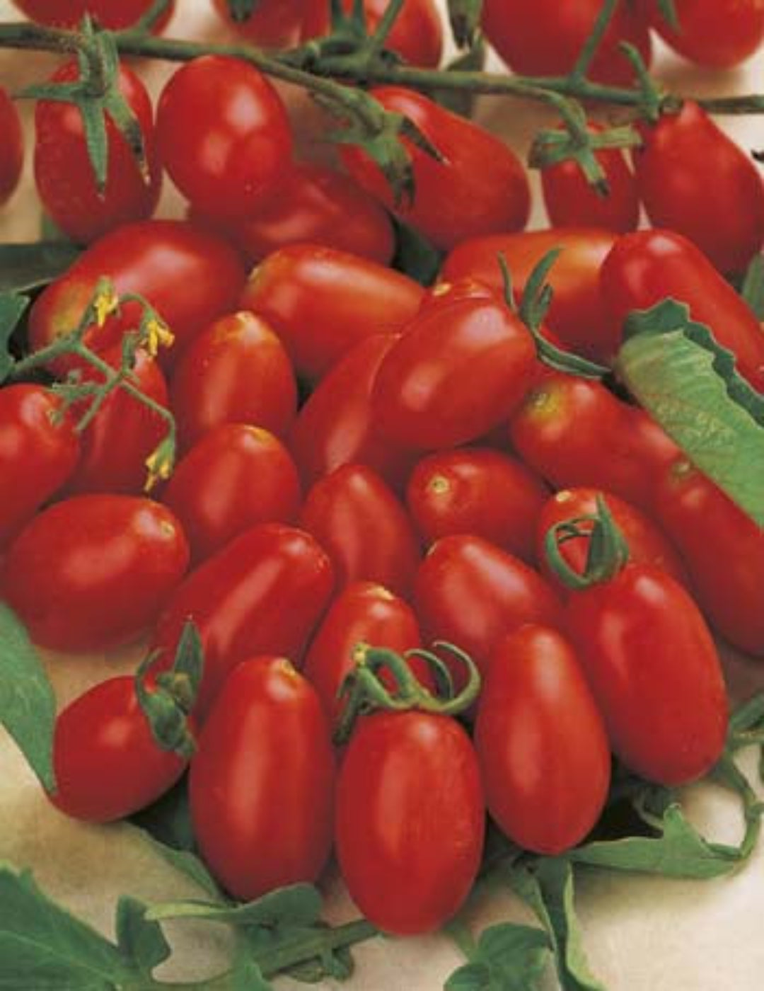 Tomato Cherry Roma ORGANIC