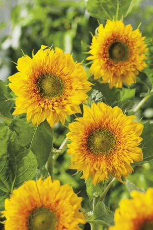 Sunflower Double Delight F1