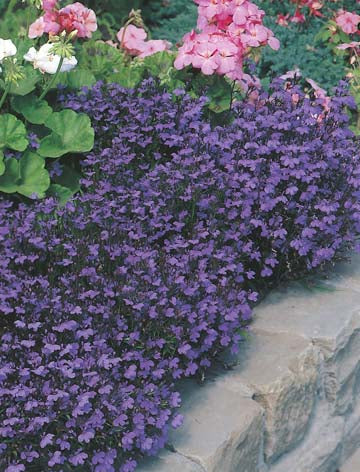 Lobelia Crystal Palace Compacta