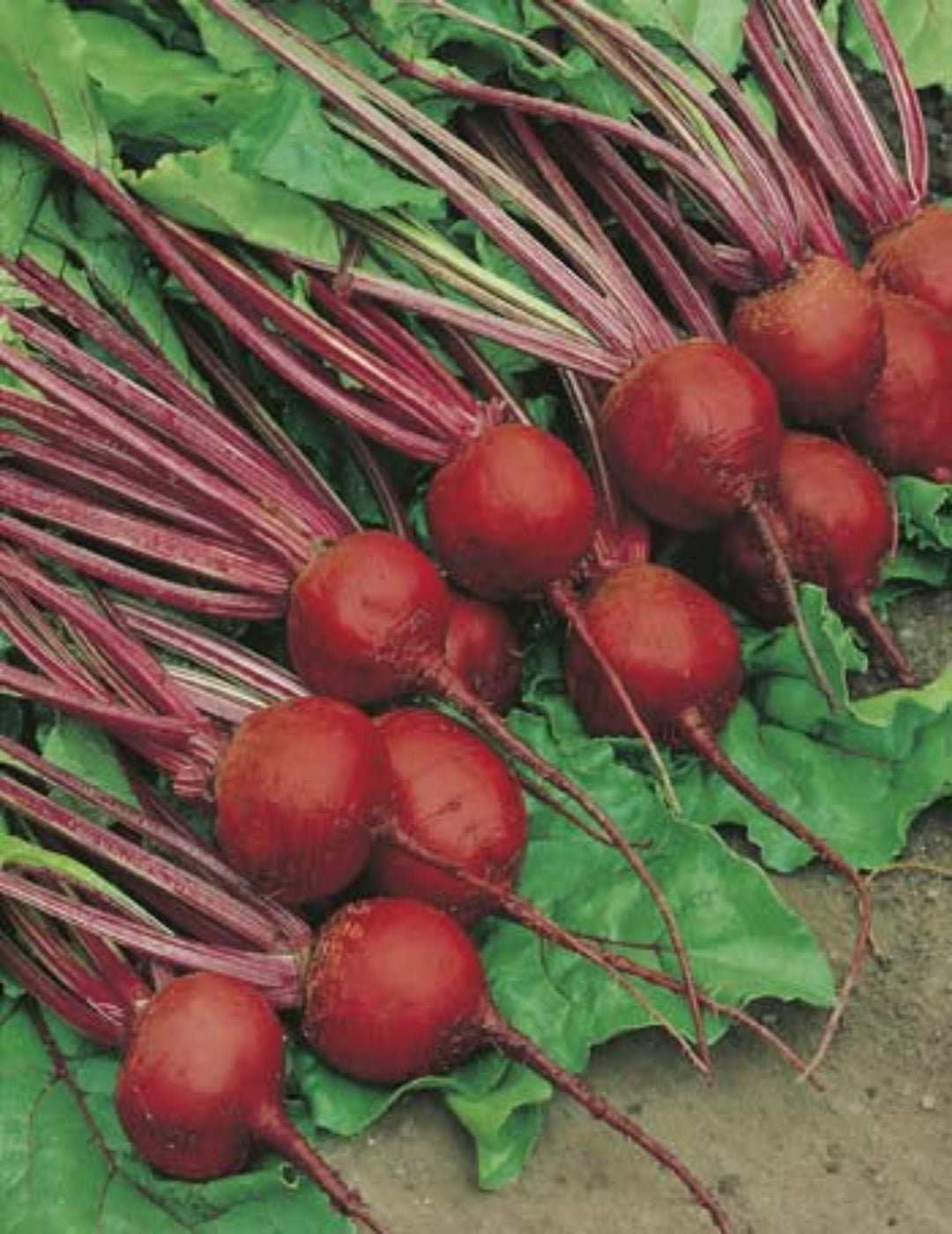 Beetroot Crimson Globe VALUE PACK