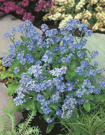 Forget-Me-Not Indigo