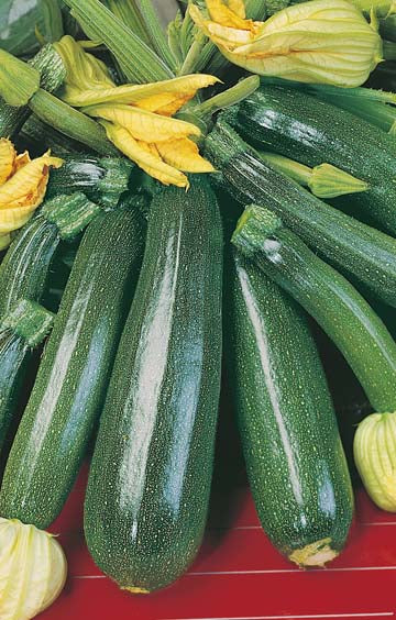 Zucchini Greenskin