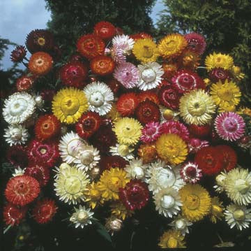 Strawflower (Paper Daisy) Tall Mixed