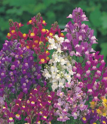 Linaria Fairy Bouquet