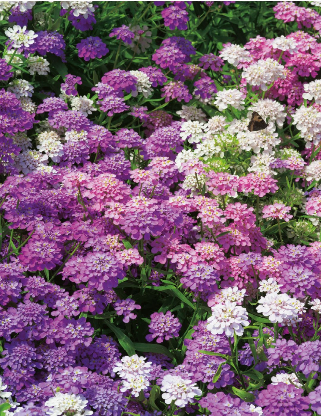 Candytuft Fairy Mixed