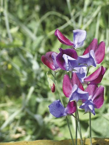 Sweet Pea Cupani Seeds