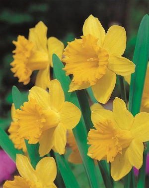 Daffodil Welcome