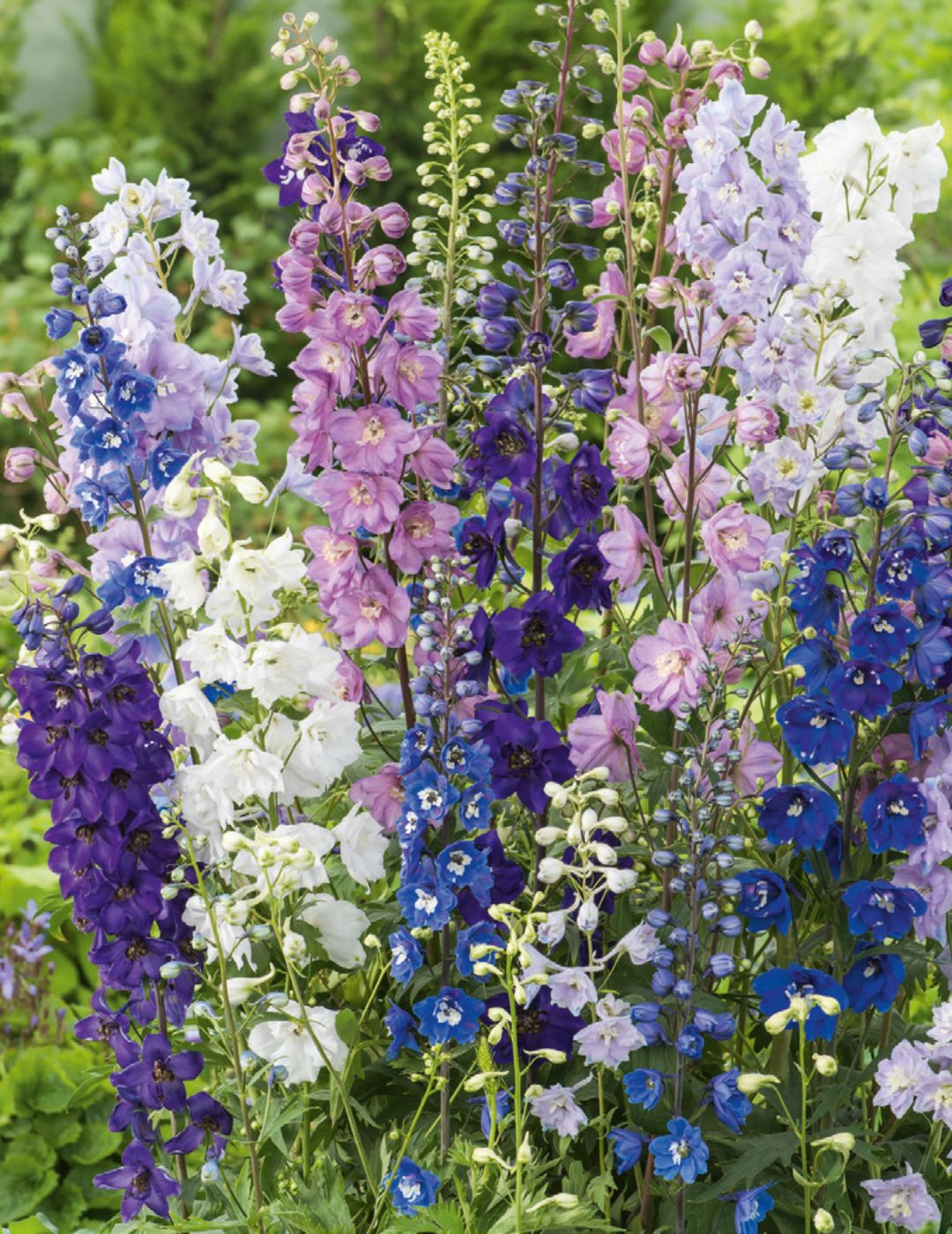 Delphinium Pacific Giant Seed Mix