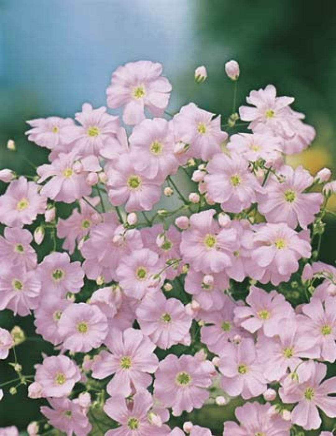 Gypsophila Bright Rose Seeds