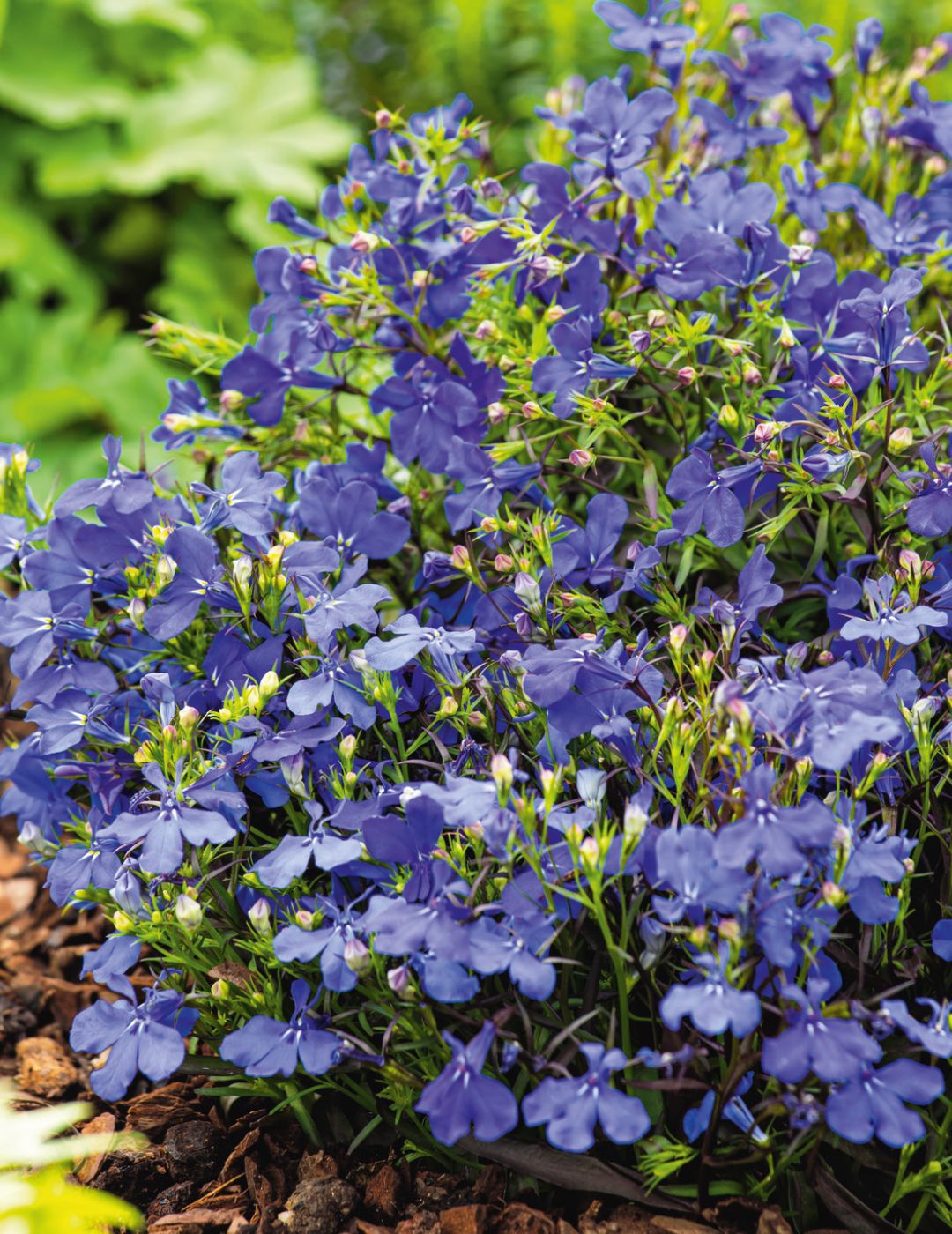 Lobelia Crystal Palace Compacta