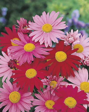 Painted Daisy (Pyrethrum) Large Mix