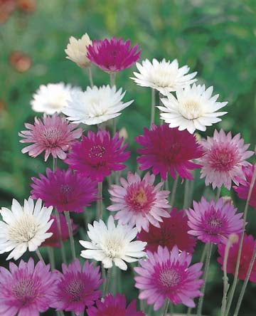 Xeranthemum Mixed Seeds