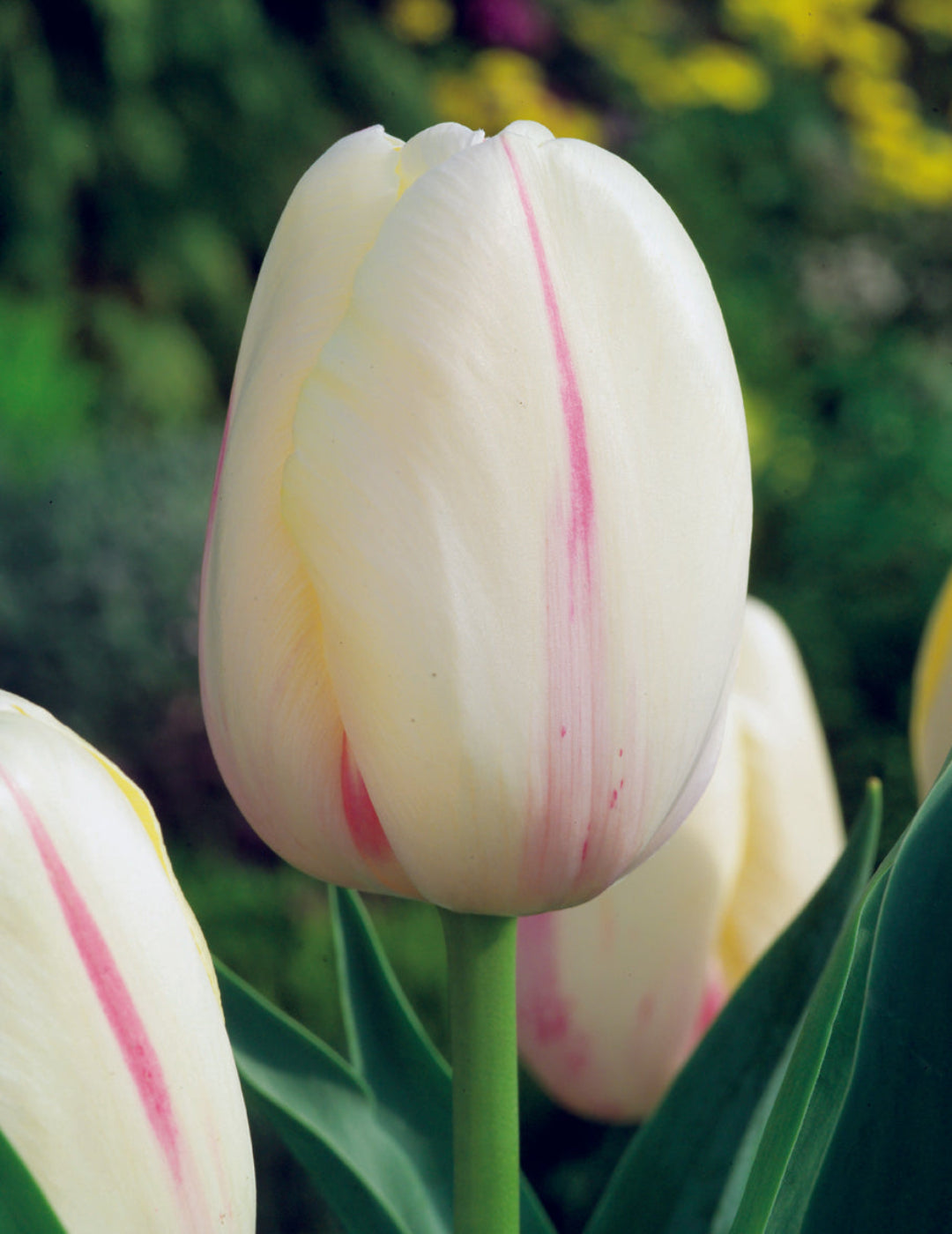 Tulip Camargue