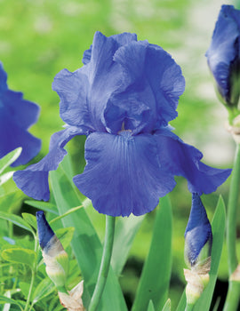 Bearded Iris Breakers (season: Winter)