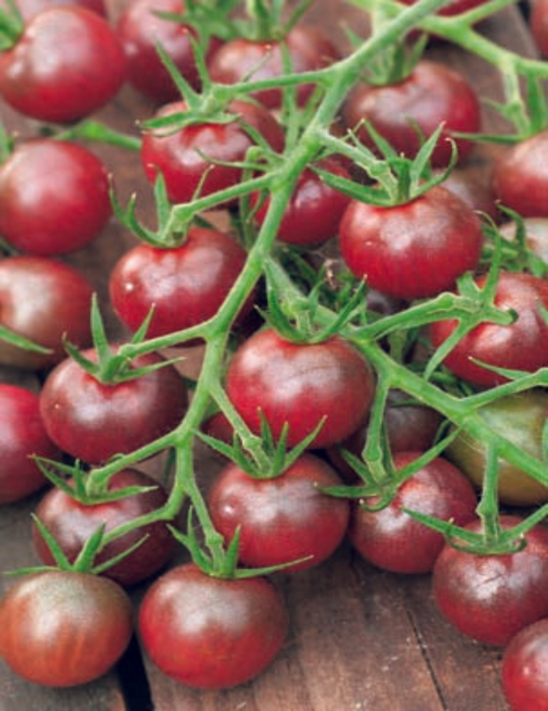 Black Cherry Tomato Seeds (Organic)