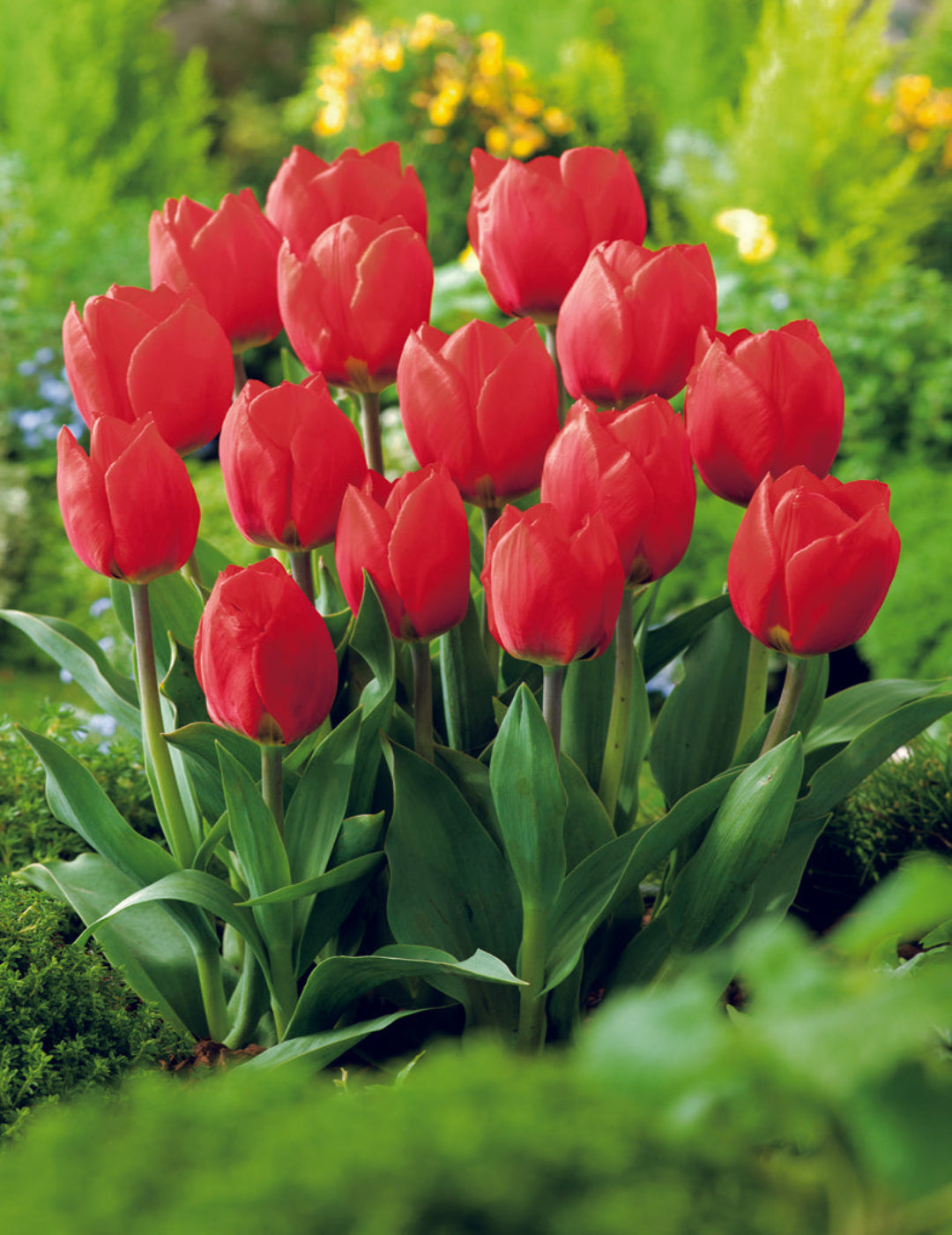 Tulip Blood Red Bulbs