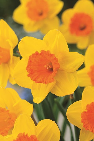 Daffodil Homefires