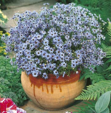 Swan River Daisy Blue Seeds