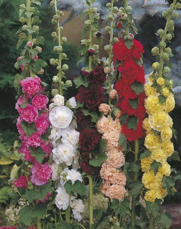 Hollyhock Chaters Double Mixed