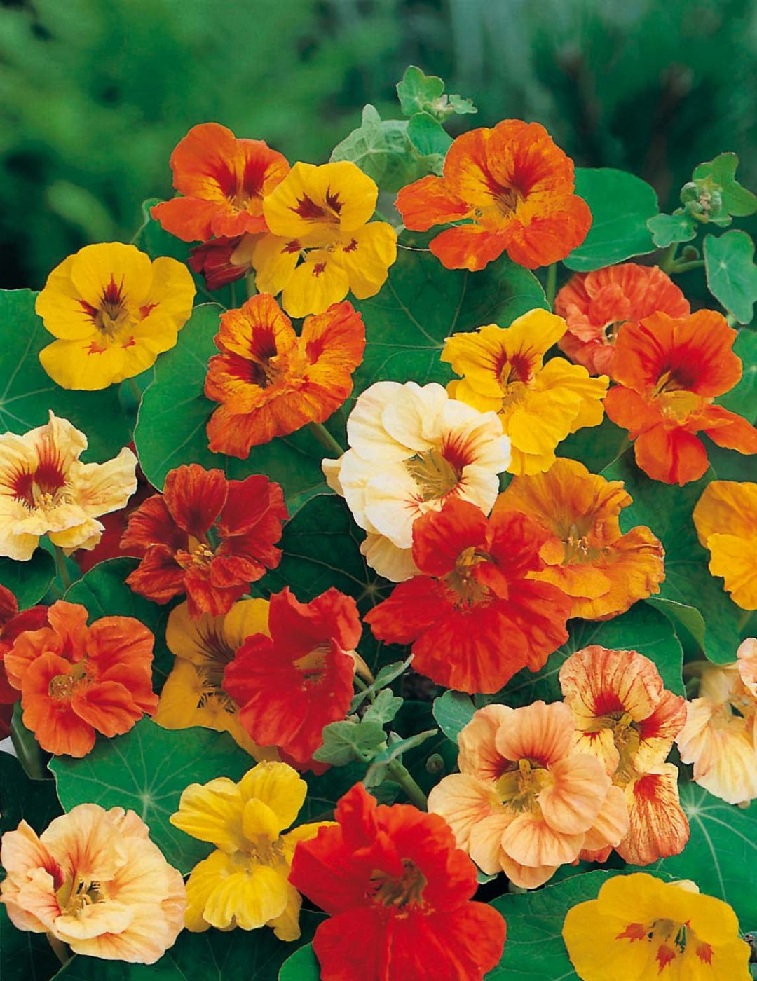 Nasturtium Jewel Double Dwarf