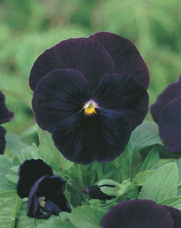 Pansy Blackjack Seeds