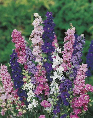 Larkspur Giant Imperial Mixed