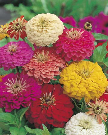 Zinnia Early Wonder Mixed