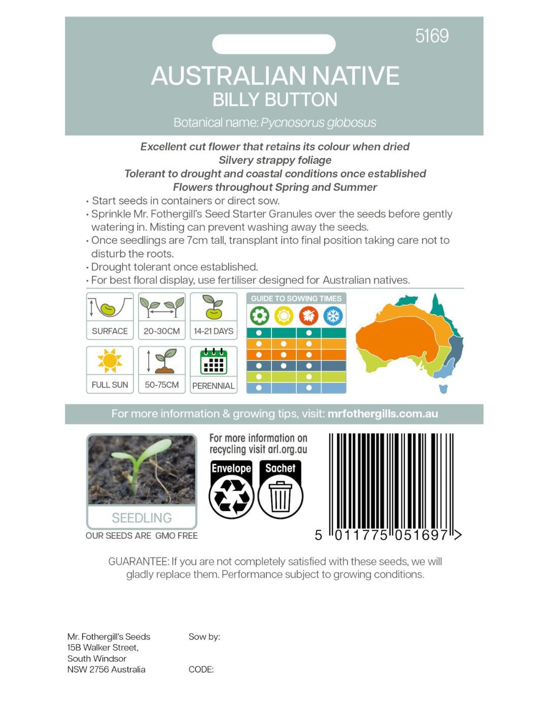 Billy Button Wildflower Seeds