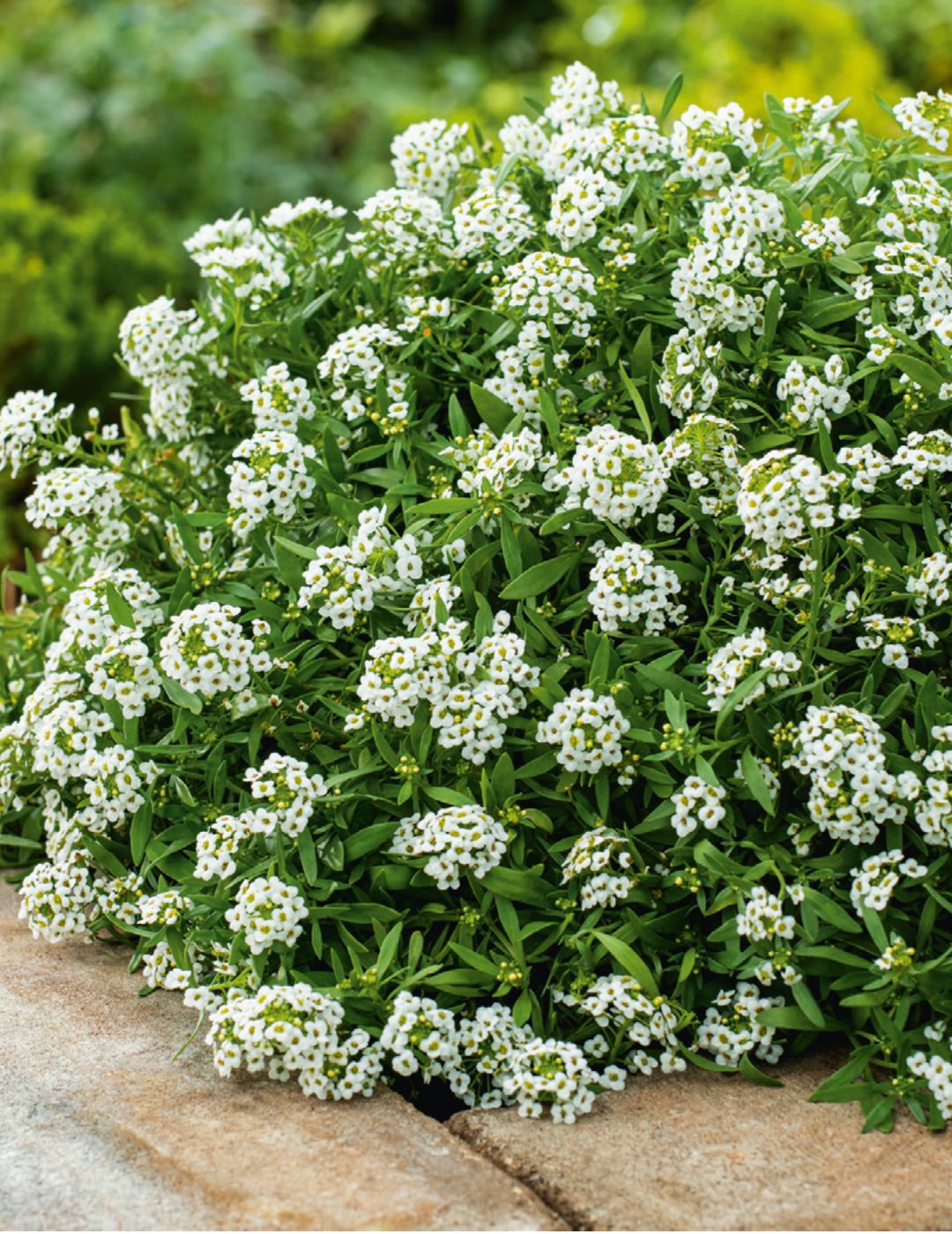 Alyssum Carpet of Snow