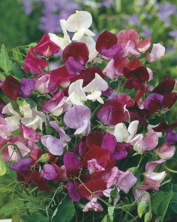 Sweet Pea Perfume Mix