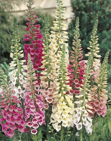 Foxglove Excelsior Hybrids