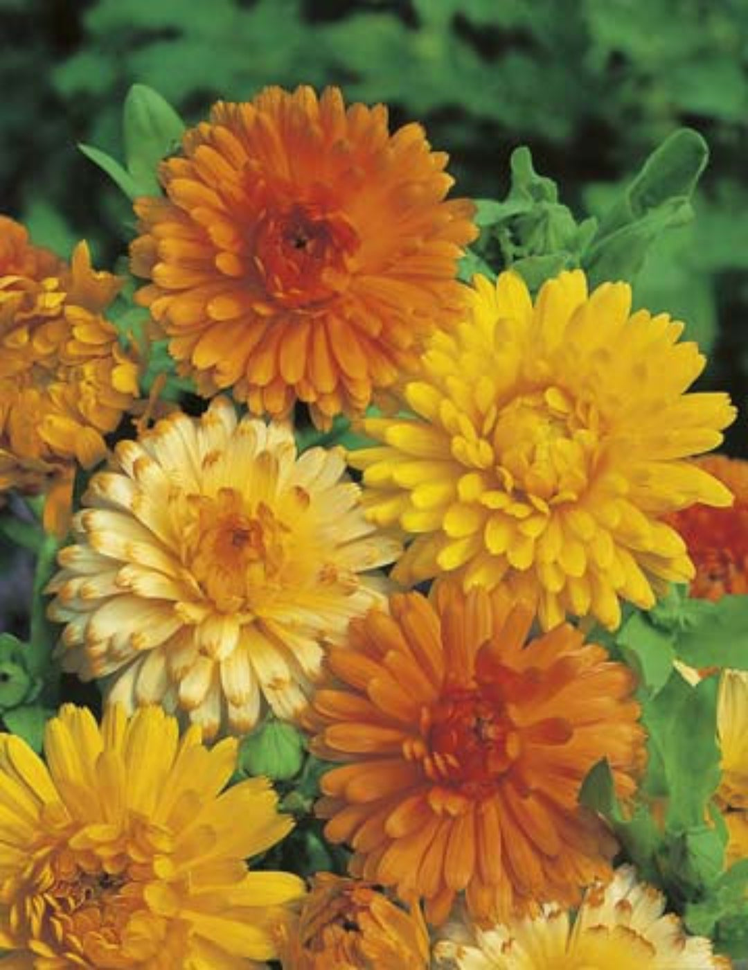 Calendula Pacific Beauty Mixed Seeds