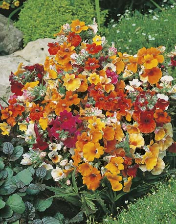 Nemesia Carnival Mixed