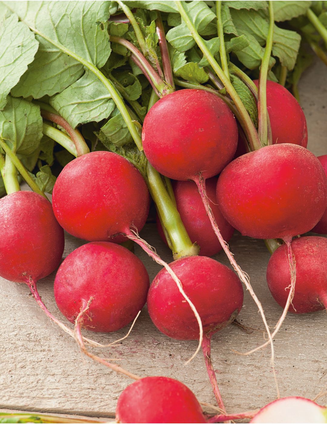 Radish Scarlet Globe