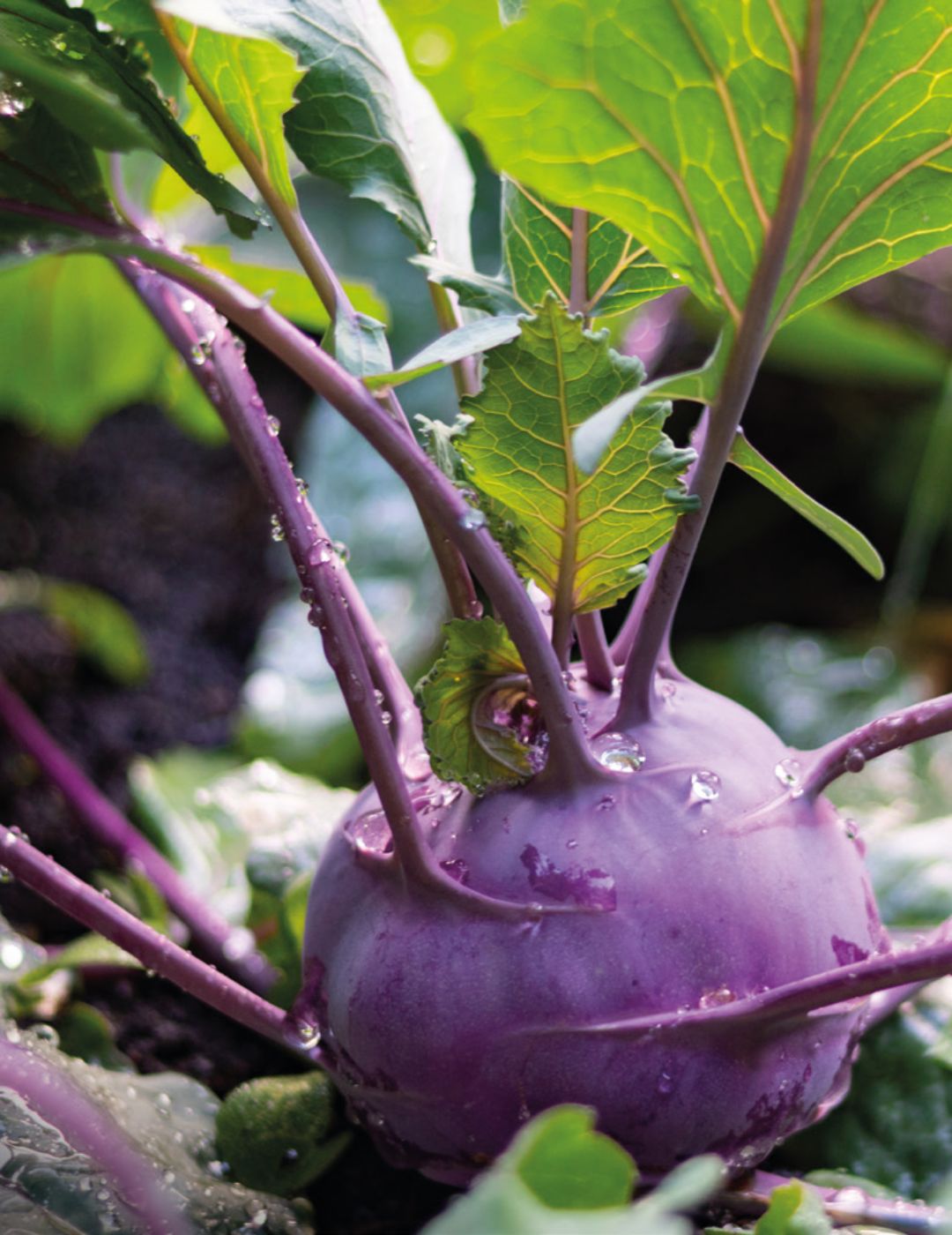 Kohl Rabi Purple Vienna