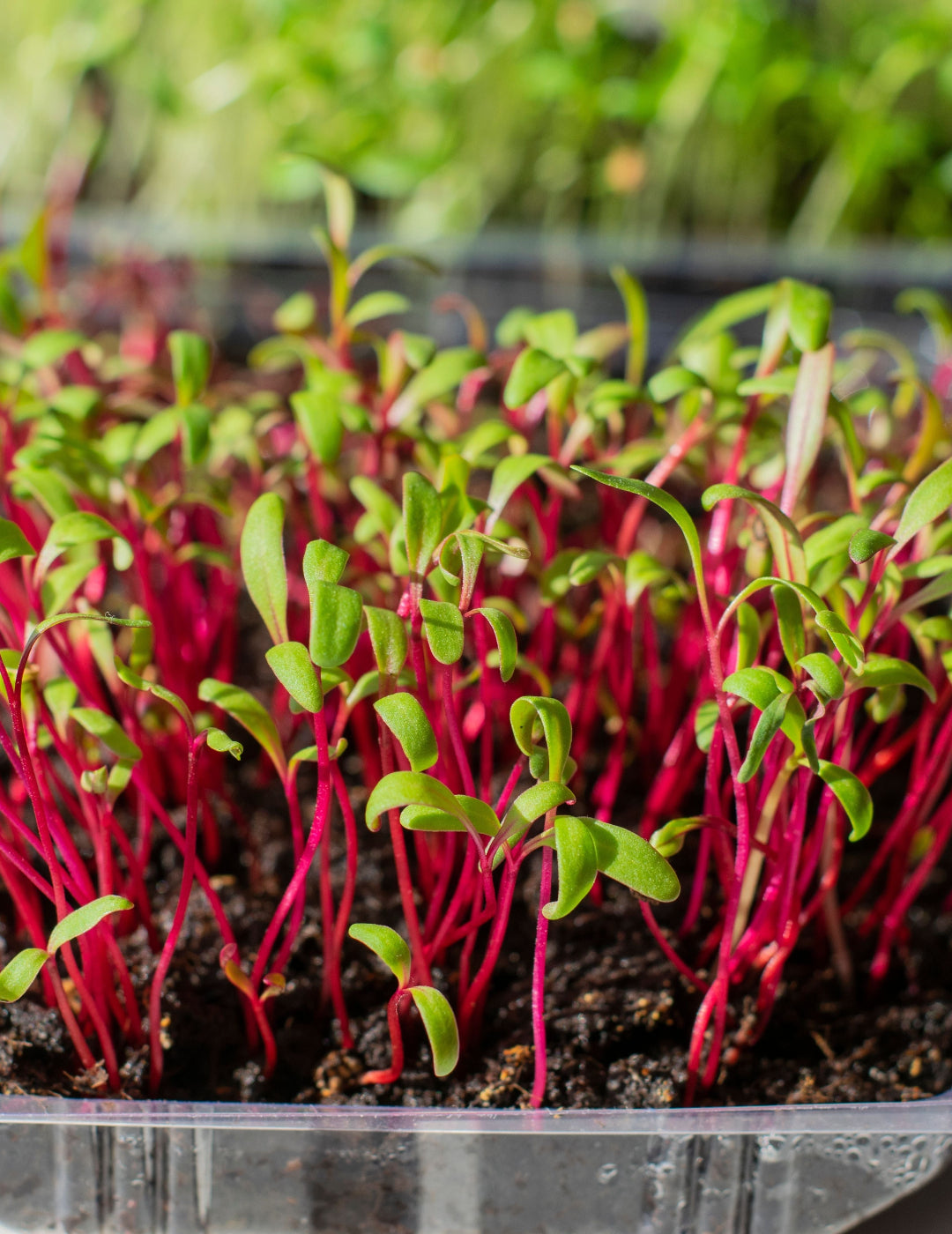 Beetroot - Sprouting BULK BAG