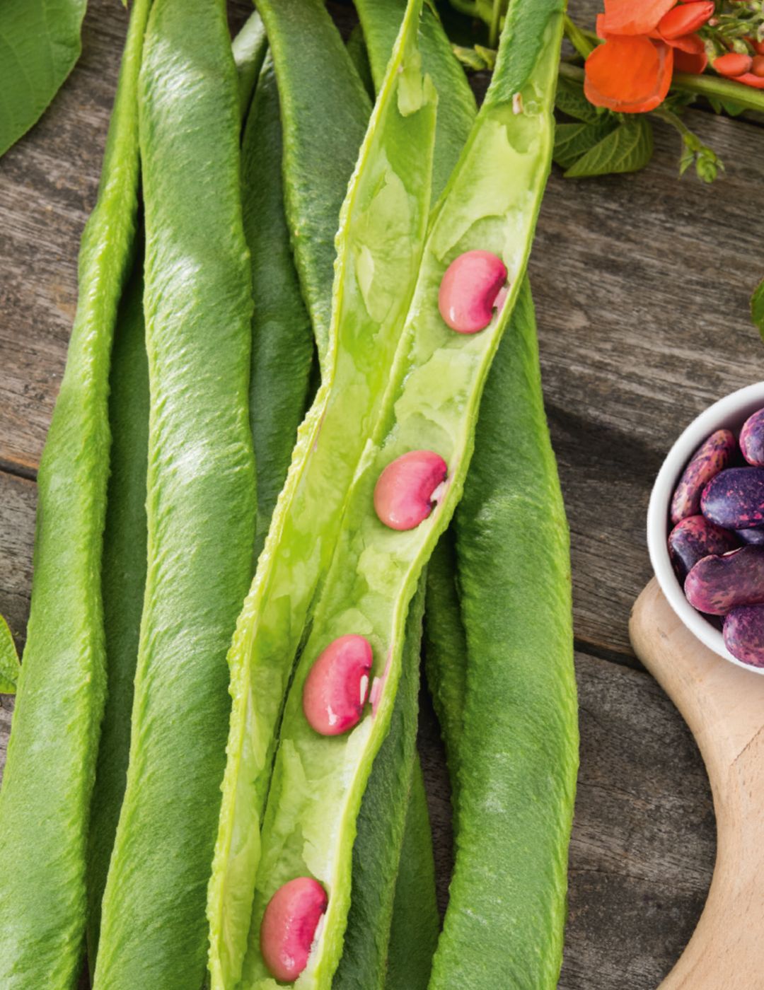 Scarlet Runner Bean Seeds