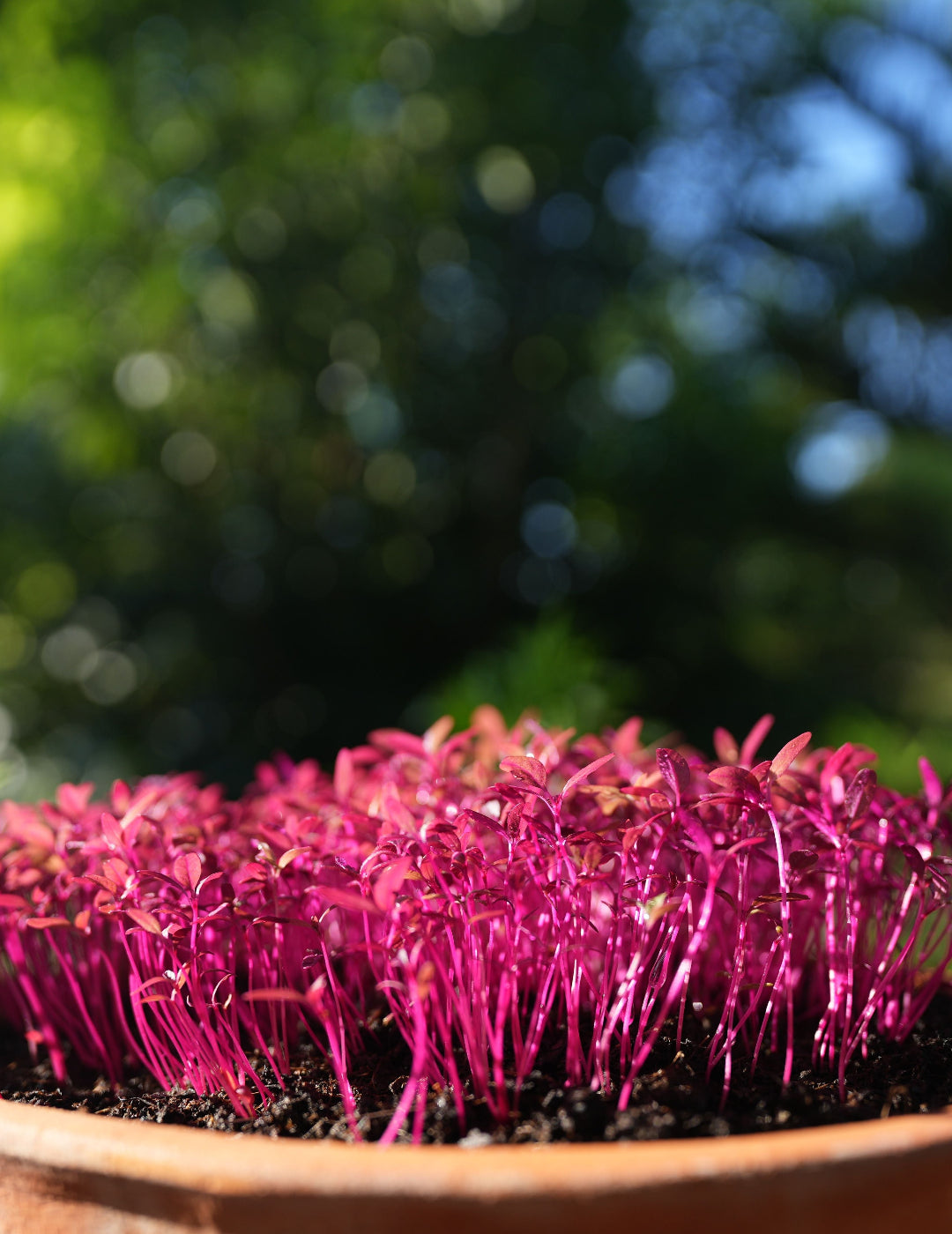 Amaranth - Sprouting BULK BAG