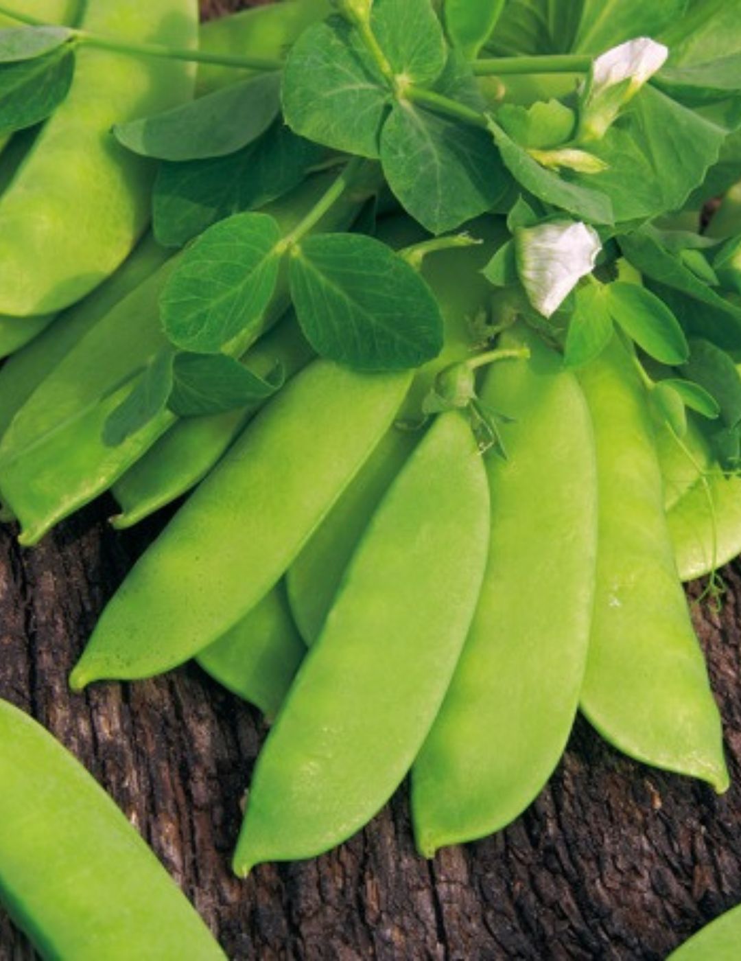 Snow Pea, Climbing Mammoth Melting