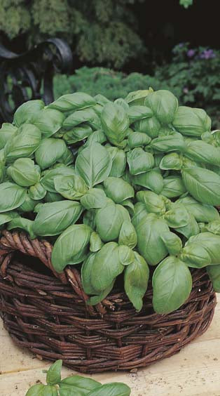 Basil Sweet Genovese