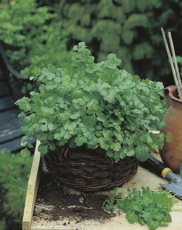 Coriander For Leaf ORGANIC