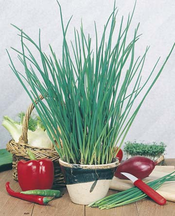 Chives Polycross ORGANIC