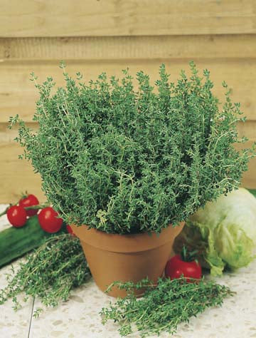 Thyme