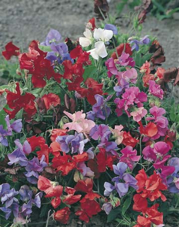 Sweet Pea Bijou Mixed Dwarf