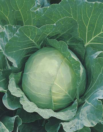 Cabbage Golden Acre