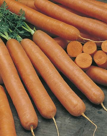 Carrot Early Nantes ORGANIC