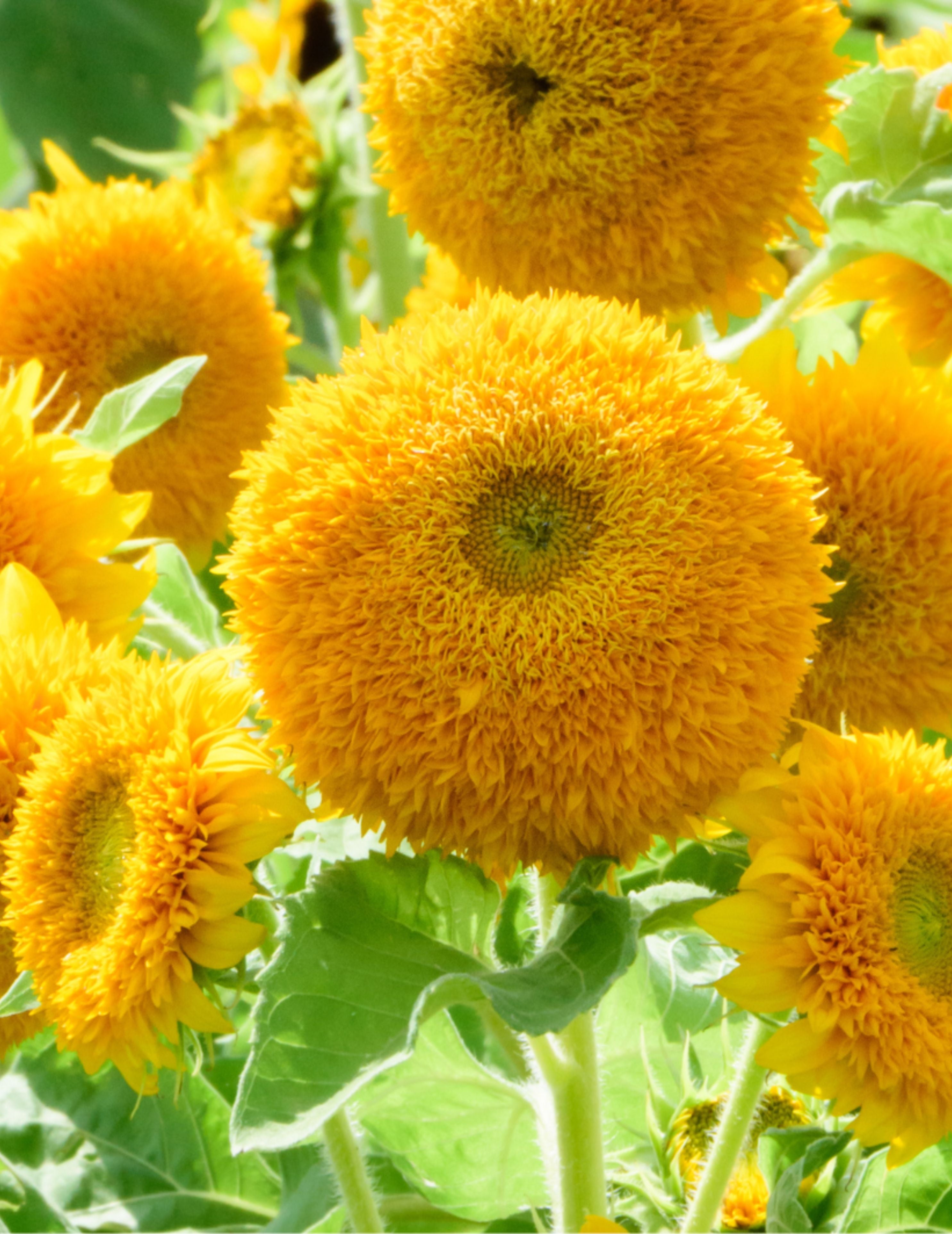 Sunflower Teddy Bear Seeds