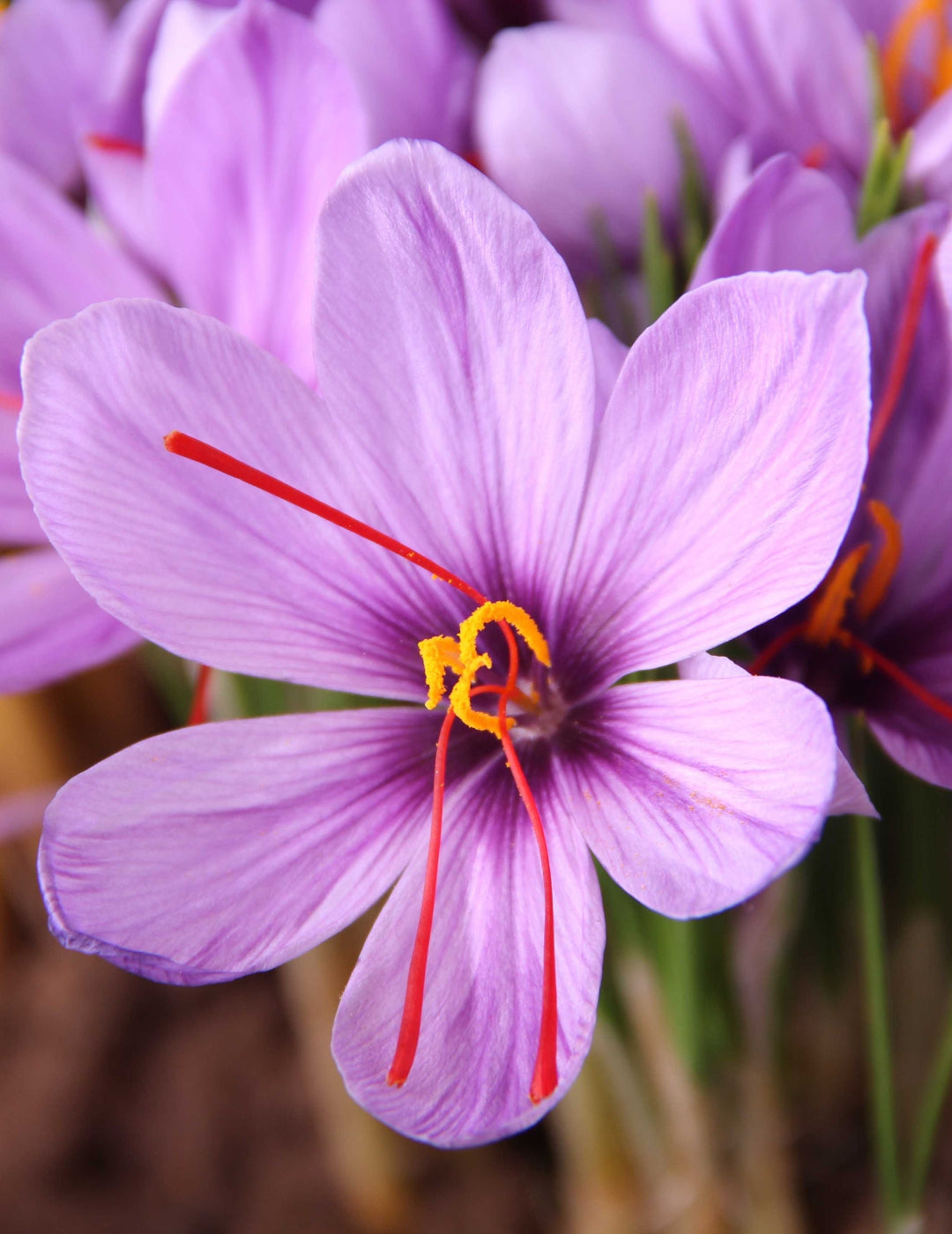 Crocus Saffron Bulbs